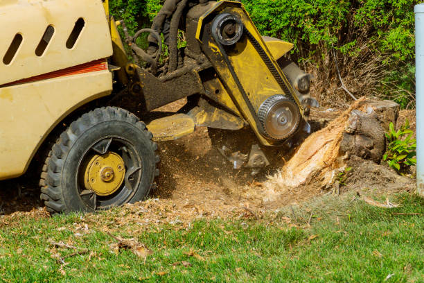  , USA Tree Care Services Pros